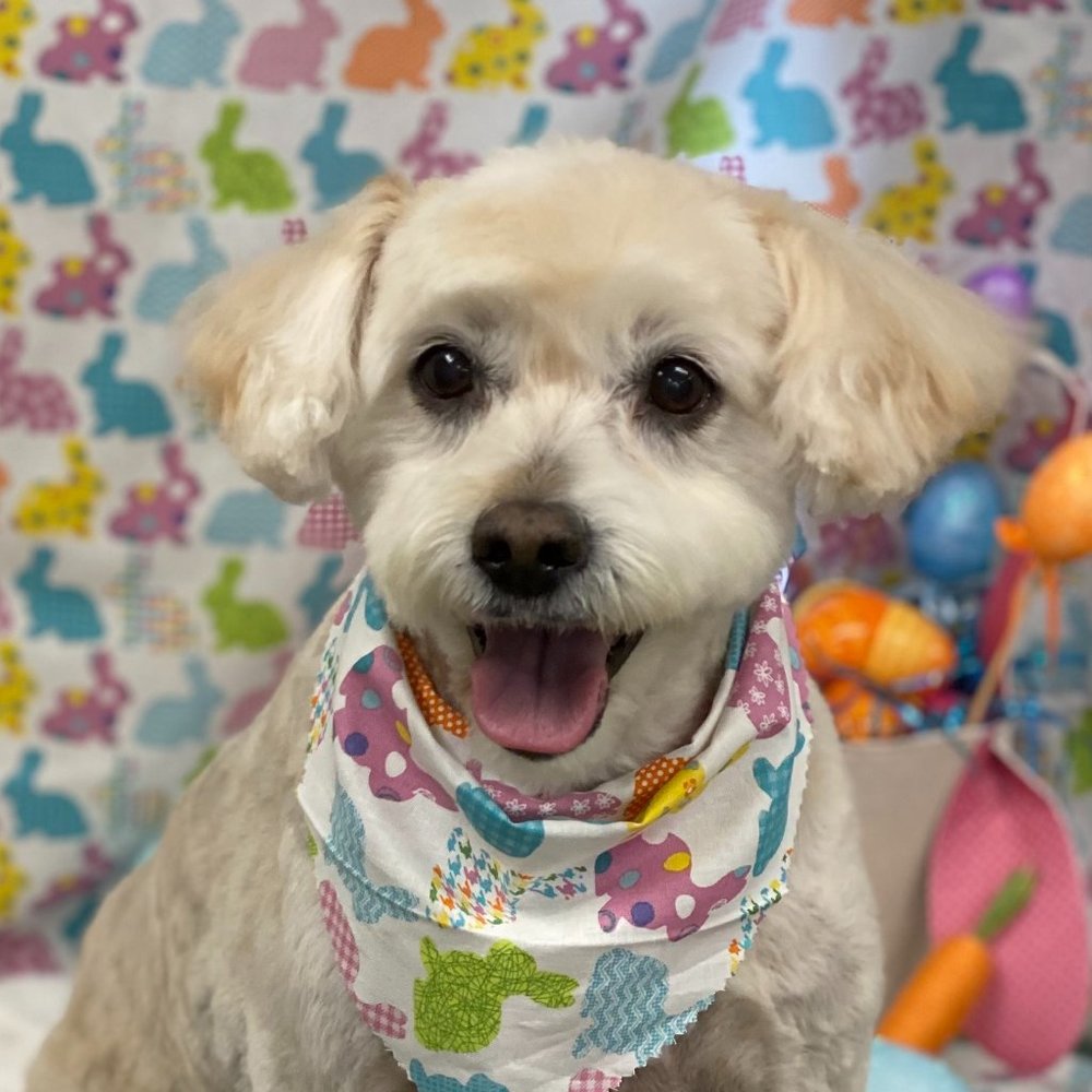 Meet your Posher, Molly